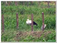 20120108_142818_053_Kuantu