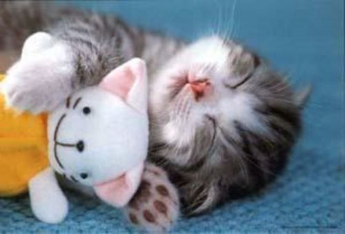 Cute cat sleeping  cute cat picture