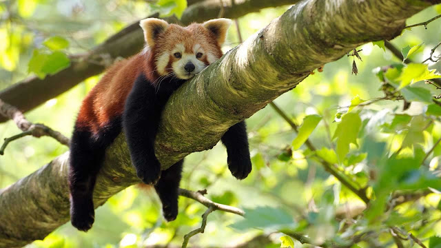 Red Panda - Panda Rojo