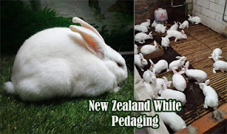 Kelinci jenis New Zealand White di ARK Corner