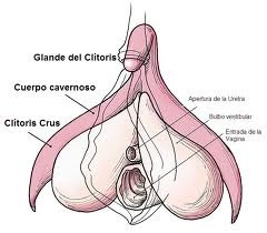 clitoris