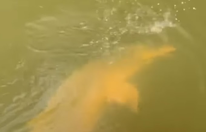 Vídeo mostra boto-cor-de-rosa tentando 'roubar' peixe de pescador em rio de Rondônia