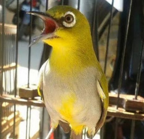 Rawat Burung Pleci Dengan Cara Begini Supaya Cepat Gacor Dan Ngalas..