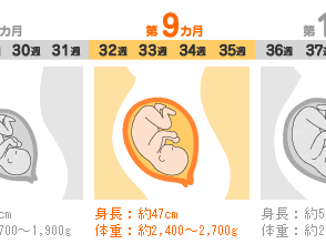 いろいろ 33週 胎児 体重 803585-33週 胎児 体重 1900