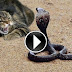 UNBELIEVABLE!!! SNAKE VS CAT REAL FIGHT(DOWNLOAD VIDEO)