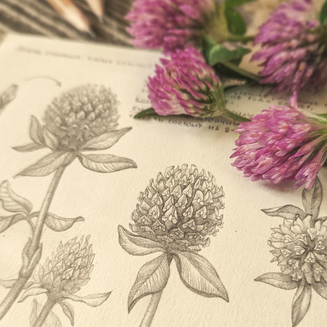 klever lugovoj, Клевер луговой, Trifolium pratense, risunok-botanika, botanical sketch, plant art, small flower, sketchbook, botanical  illustration, nature sketchbook