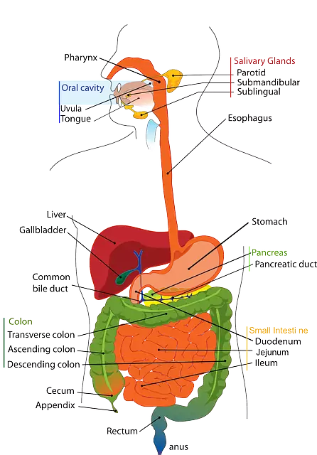 मनुष्य का पाचन तन्त्र (digestive system of man) |hindi