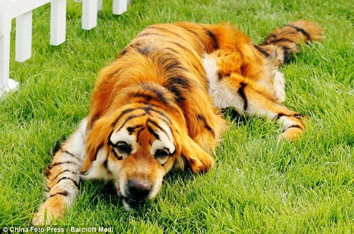 Anjing Lucu yang menyerupai panda dan harimau