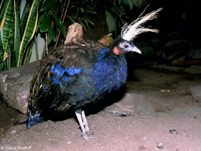 Pavão - Afropavo Congensis - Congo Peafowl