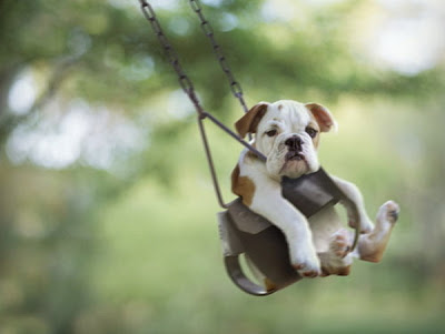 Cute Swinging Dogs Seen On coolpicturesgallery.blogspot.com