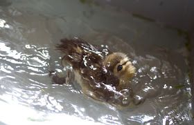 Cute baby mandarin duck swimming, cute baby duck, baby duck pictures