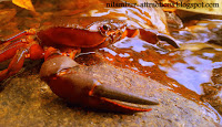 Red crab on Adyanpara Waterfalls