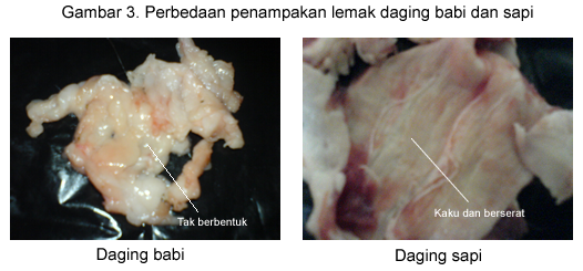 WASPADA 5 Cara Mudah Membedakan Daging Babi dengan 