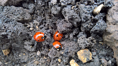 Ladybugs huddling in the lava on the Serracozzo