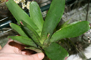 neoregelia red lips