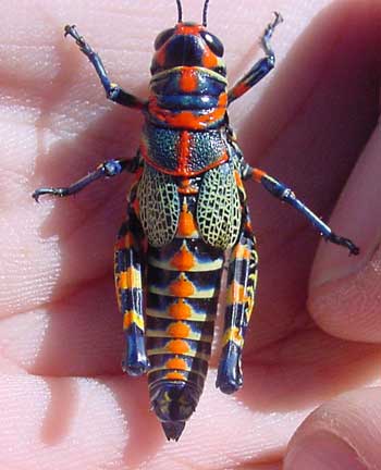 Saltamontes arco iris pintado Rainbow Grasshopper Dactylotum bicolor 