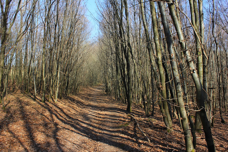 forêt du marterberg