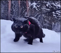Funny Cat GIF • Black cat with red harness walking fast in white snow [ok-cats.com]