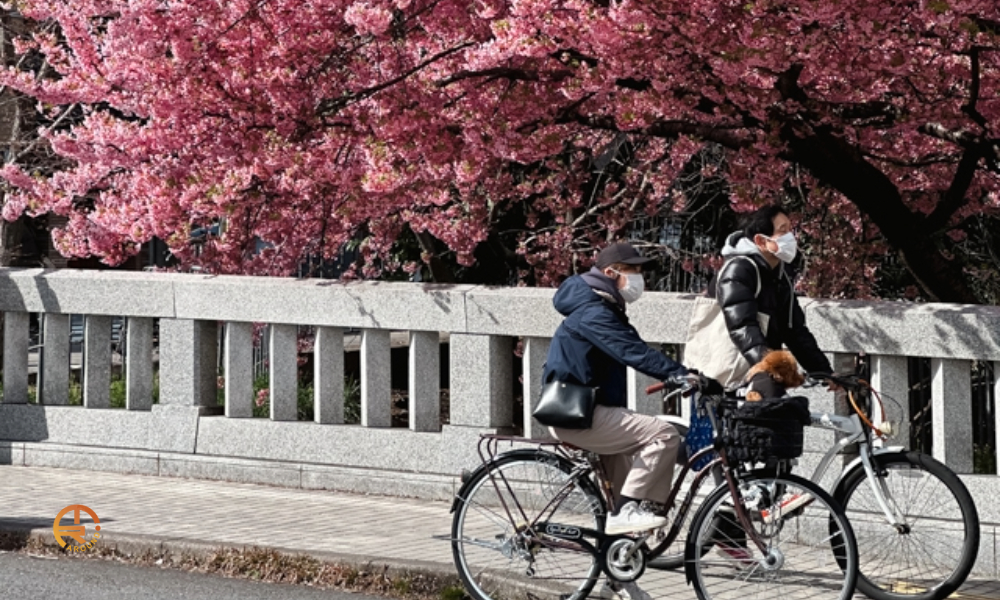 kawazu-sakura-at-ichijo-modori-bashi