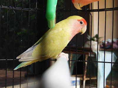 Tips Perawatan Burung Lovebird agar Menjadi Jawara Terampuh