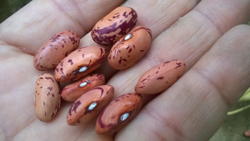 The most important point about growing Dragon Tongue beans is not to plant the seeds too early. They will rot in cool, damp soil. You have to  plant your beans after all danger of frost is past.