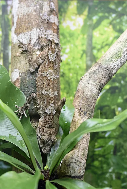 leaf tailed gecko show casing amazing animal camouflage