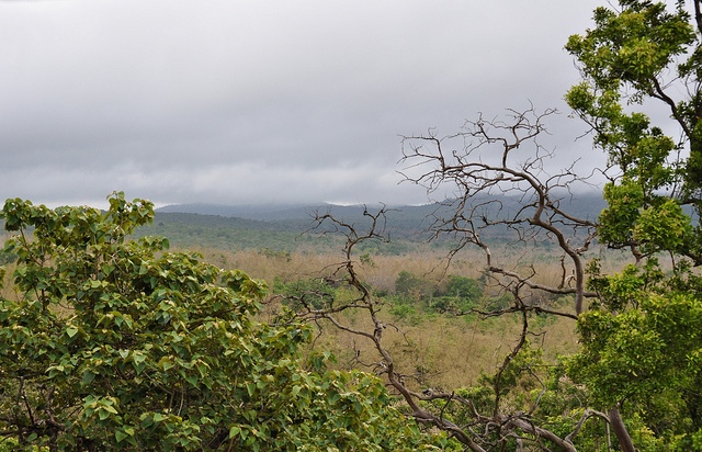 Bandipur-National-Park