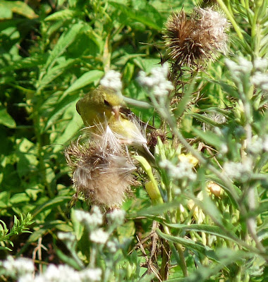 female goldfinch on thistle