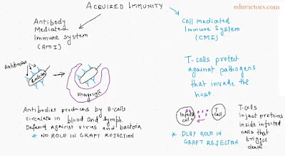 Class 12 - Biology - Understanding Immunity (Q & A) - Chapter: Human Health and Diseases (#class12Biology)(#cbsenotes)(#eduvictors)(#immunity)