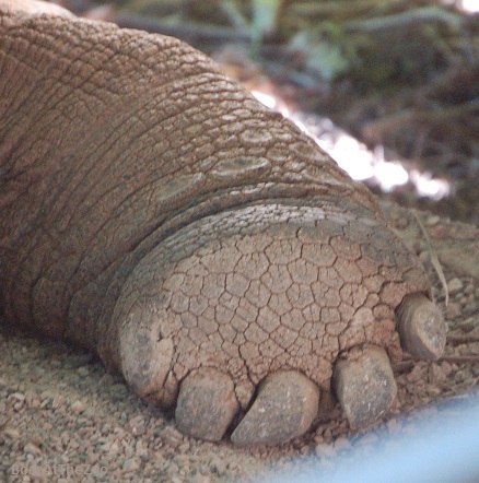 the bottom of a flat, light brown foot with five toenails; skin of light brown leg is wrinkled and looks cracked