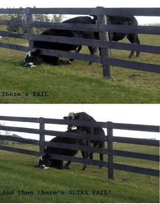 cow fail