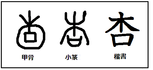 漢字の起源と成り立ち 甲骨文字の秘密 漢字 杏 の起源 今