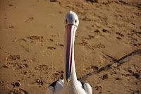 Watta you lookin at!! (evil pelican)