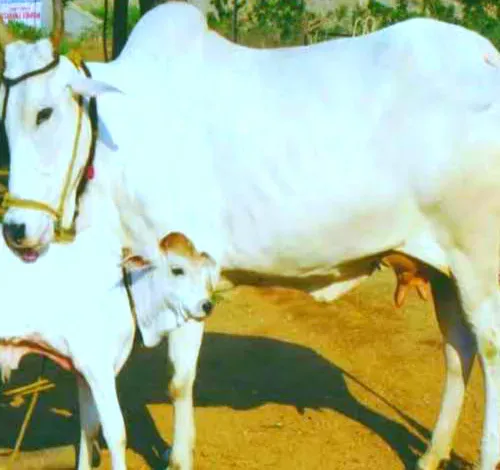 Gou mata