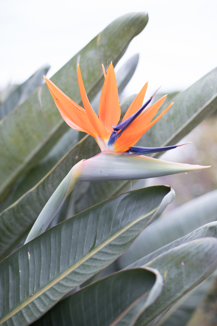 bird of paradise