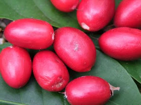 buah ajaib