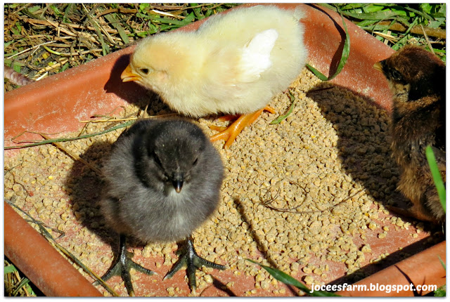 Spring Babies @ Jocees Farm