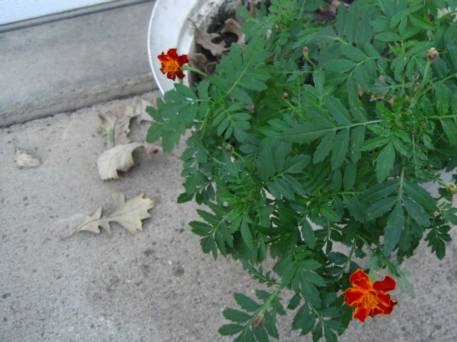 marigold in pot orange flower