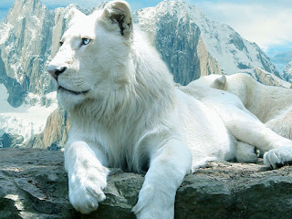 White Lion Wallpaper