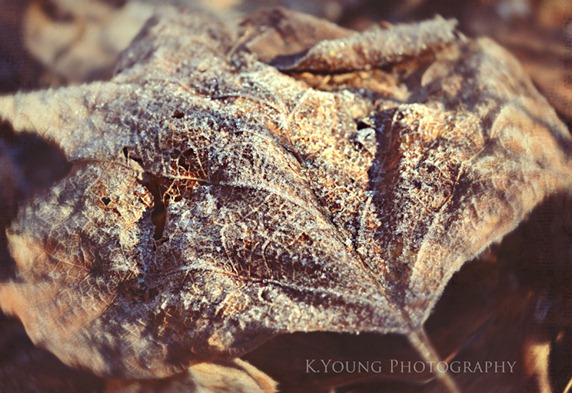 DSC_2066 copy 2