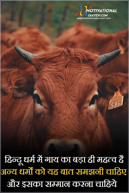 Cow Quotes In Hindi || काऊ कोट्स इन हिंदी