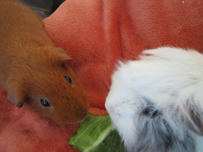 cobayas comiendo pimiento