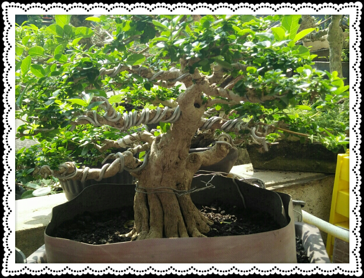 Mengenal Cara Merawat Bonsai Sancang CentralBonsai Com 