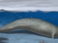 A newly discovered colossal whale might be the heaviest animal ever.