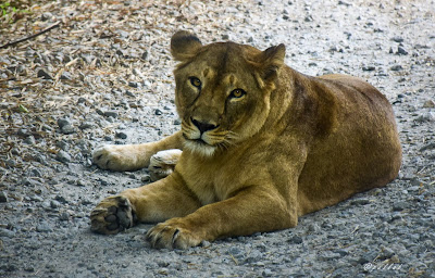 Lioness at Bannerghatta National Park, #traveldiary1234