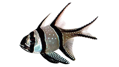 Gambar Ikan Capungan Banggai (Pterapogon kauderni)