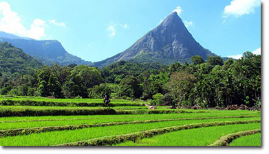 Knuckle Mountain Range - Sri Lanka