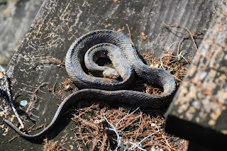 Brown Water Snake at Audubon's Francis Beidler Forest by Mark Musselman