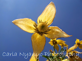 yellow flower