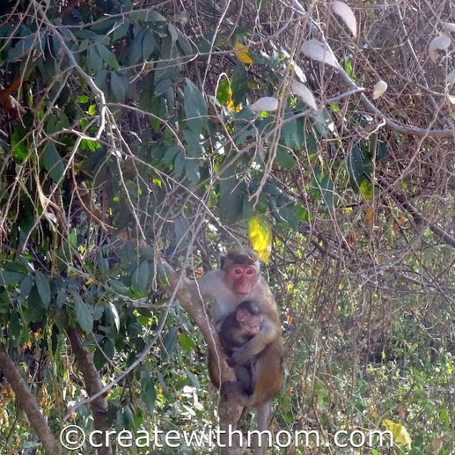 minneriya monkey with its baby